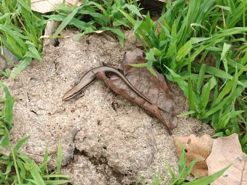 Southern Sierra Madre Skink, Marisora aquilonaria