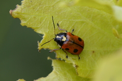 Cryptocephalus cordiger