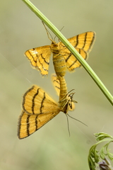 Idaea aureolaria