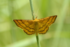 Idaea aureolaria
