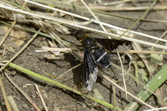 Hemipenthes velutina