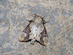 Formofentonia orbifer