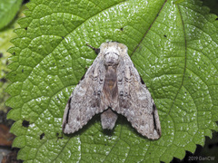 Stauroplitis accomodus