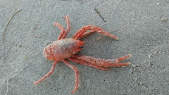Grimothea planipes