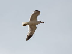 Larus armenicus