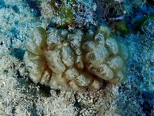 Gibsmithia hawaiiensis observed 2024-08-14