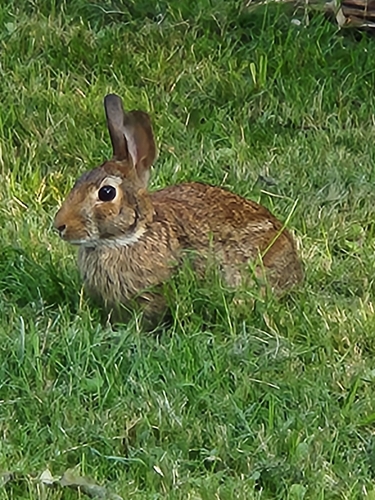 Eastern Cottontail photographed in New York