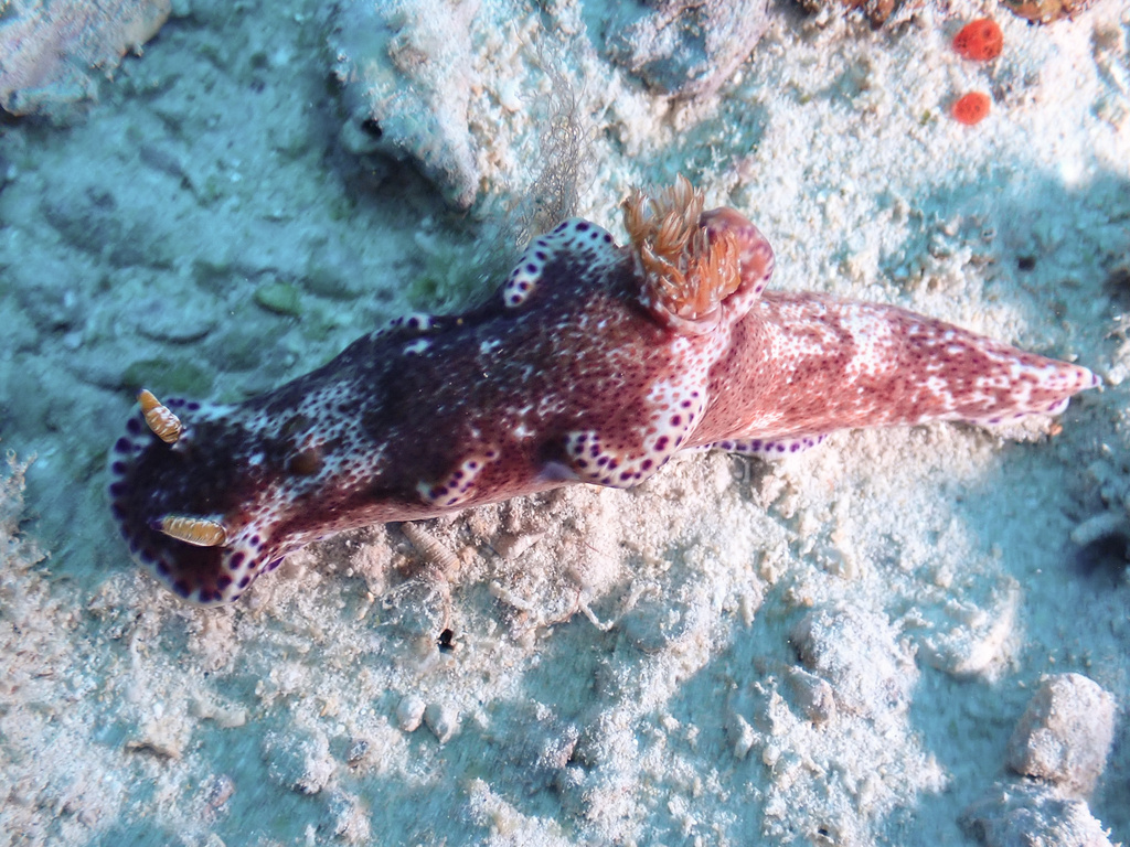 Elongate Pantechnicon Dorid