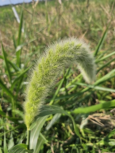 Image of Setaria magna by (c) Patrick Belk, some rights reserved (CC BY)
