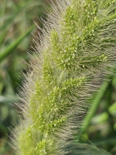 Image of Setaria magna by (c) Patrick Belk, some rights reserved (CC BY)