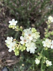 Anchusa ochroleuca
