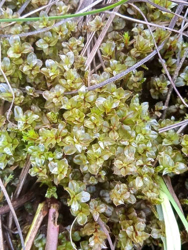 Cinclidium stygium