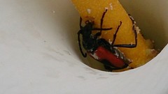 Stictoleptura cordigera