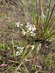 Galium palustre palustre