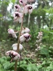 Pyrola asarifolia incarnata
