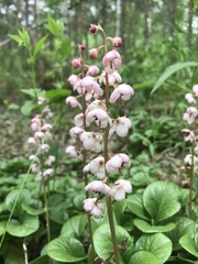 Pyrola asarifolia incarnata
