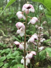 Pyrola asarifolia incarnata