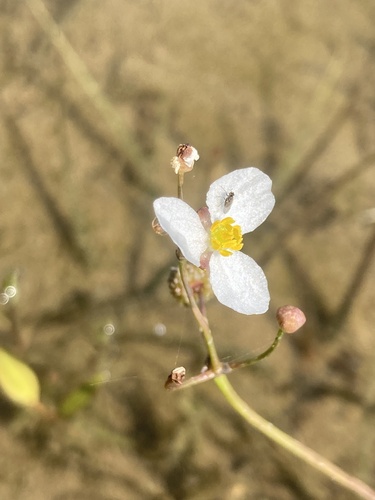 Image of Sagittaria teres by (c) er-birds, some rights reserved (CC BY)