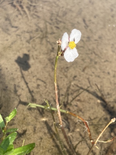Image of Sagittaria teres by (c) er-birds, some rights reserved (CC BY)