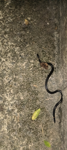 Northern Reed Snake