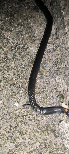 Northern Reed Snake