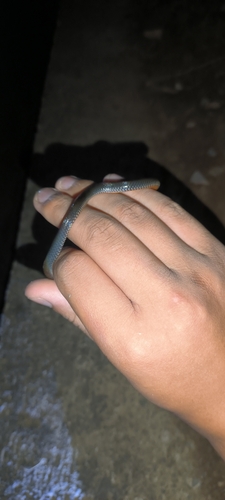 Northern Reed Snake