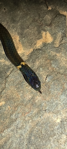 Northern Reed Snake