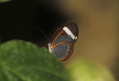 Oleria paula