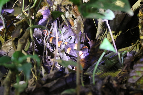 Black Halloween Snake