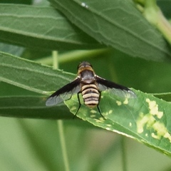 Exoprosopa brevirostris
