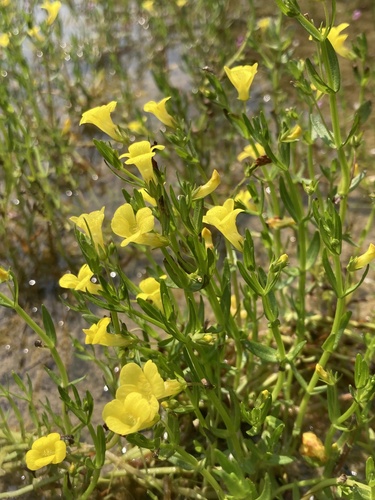 Gratiola lutea, photograph 6
