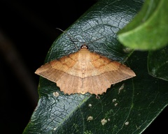 Pseudonadagara semicolor