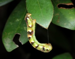 Racotis boarmiaria
