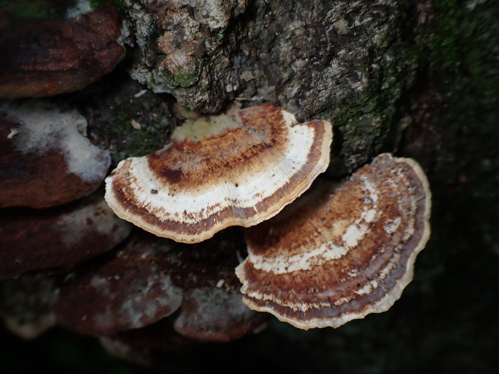 Microporus affinis · July 2024 · photo: © sus_scrofa (iNaturalist, cc-by)