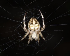 Neoscona menghaiensis