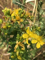 Hypericum perforatum