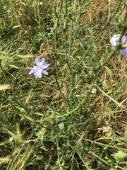 Cichorium intybus