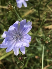 Cichorium intybus
