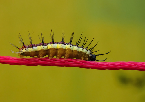 Isabella's Longwing