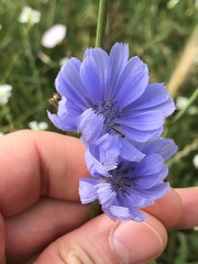 Cichorium intybus