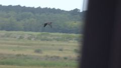 Plegadis chihi