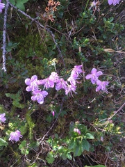 Rhodothamnus chamaecistus