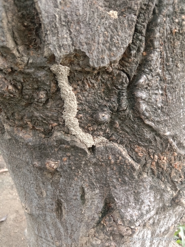 Black-winged Subterranean Termite photo 3