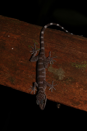 Mulu Bent-Toed Gecko, Cyrtodactylus muluensis