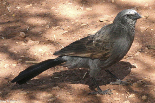 Apostlebird
