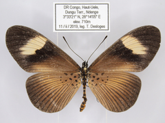 Acraea epiprotea