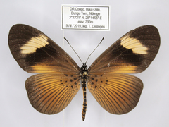Acraea epiprotea