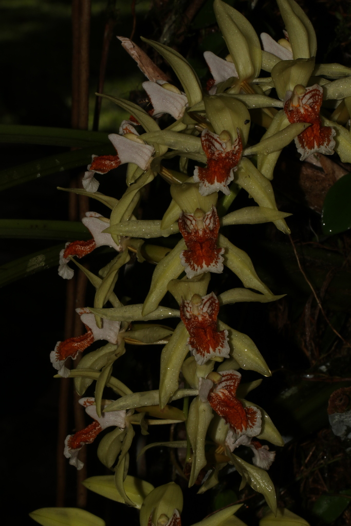 Coelogyne asperata