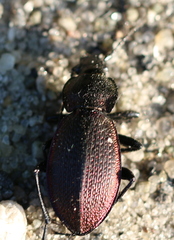 Carabus excellens