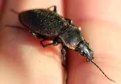 Carabus excellens